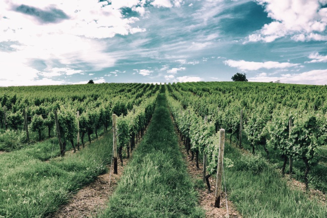 Vendanges : vers une récolte historiquement basse