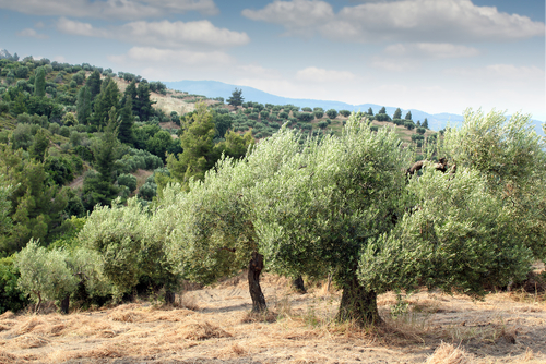 ​Agriculture : les oliviers corses menacés par la bactérie tueuse