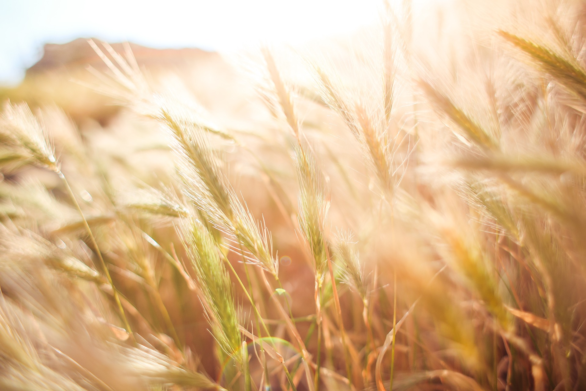 L'agriculture française en perte de vitesse