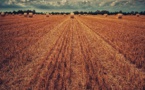 Les marges des agriculteurs stagnent voire baissent dans certaines filières Les marges des agriculteurs stagnent voire baissent dans certaines filières