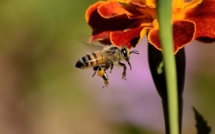 La disparition des abeilles coûterait 2,9 milliards d’euros à la France