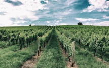 Vendanges : vers une récolte historiquement basse