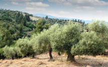 ​Agriculture : les oliviers corses menacés par la bactérie tueuse