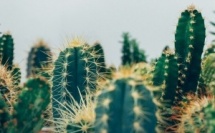 Les Cactus de la consommation 2024 : des entreprises épinglées pour leurs mauvaises pratiques commerciales